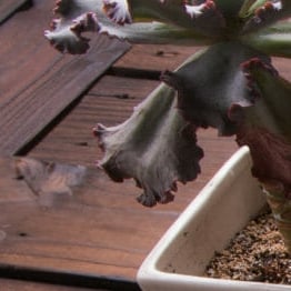 Global Wi-Fi Security Standards